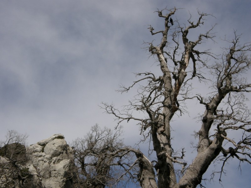 Arbol en la sierra