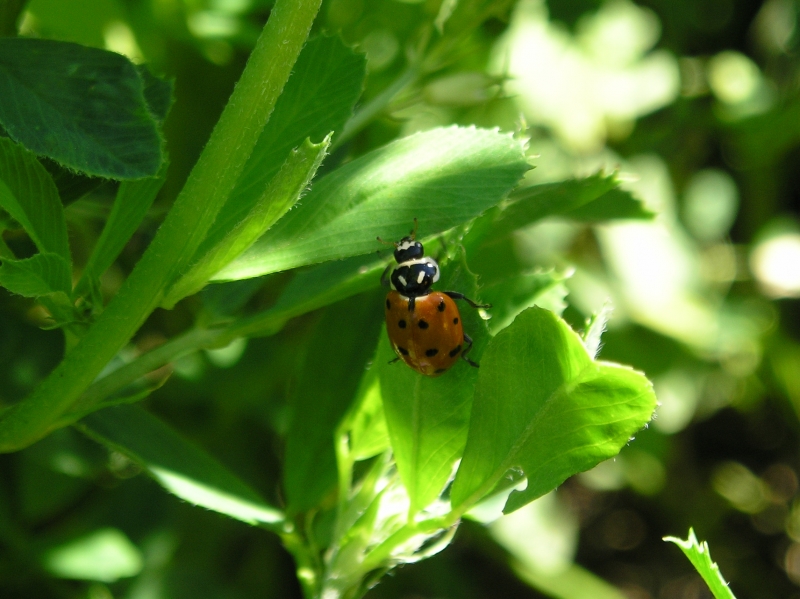 Cocomiel