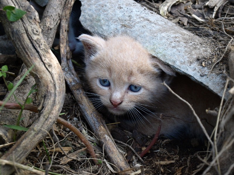 Miau