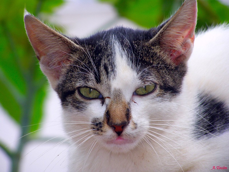 Tierna mirada