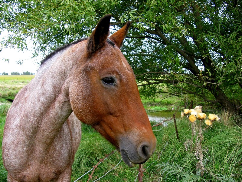 TENGO EL CABALLO...