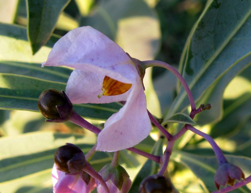 FLOR DE YUYO