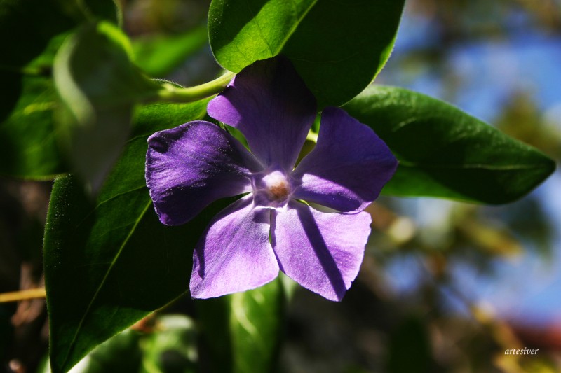 una flor para el master