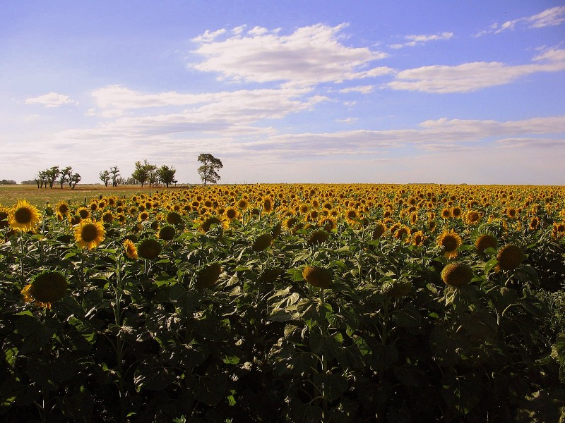 GIRASOLES EN EL AIRE