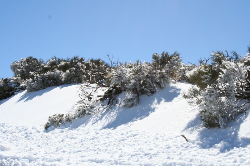 RETAMAS CON NIEVE