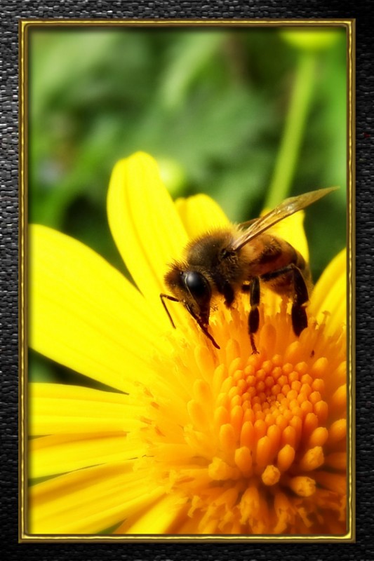 Abeja