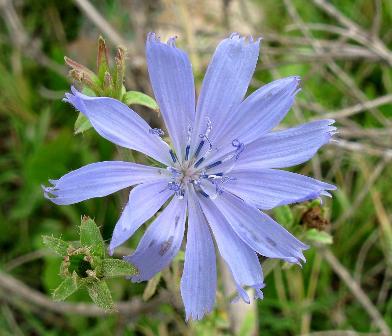 AZUL CELESTE