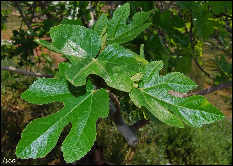Hojas de higuera