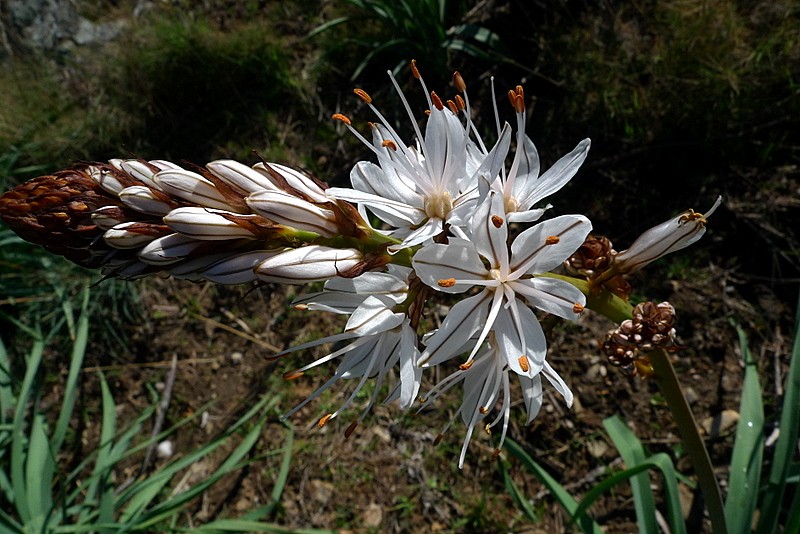 flora primaveral