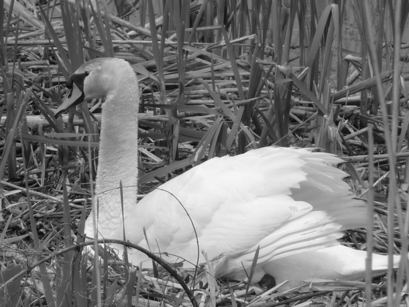 Mama cisne en su nido