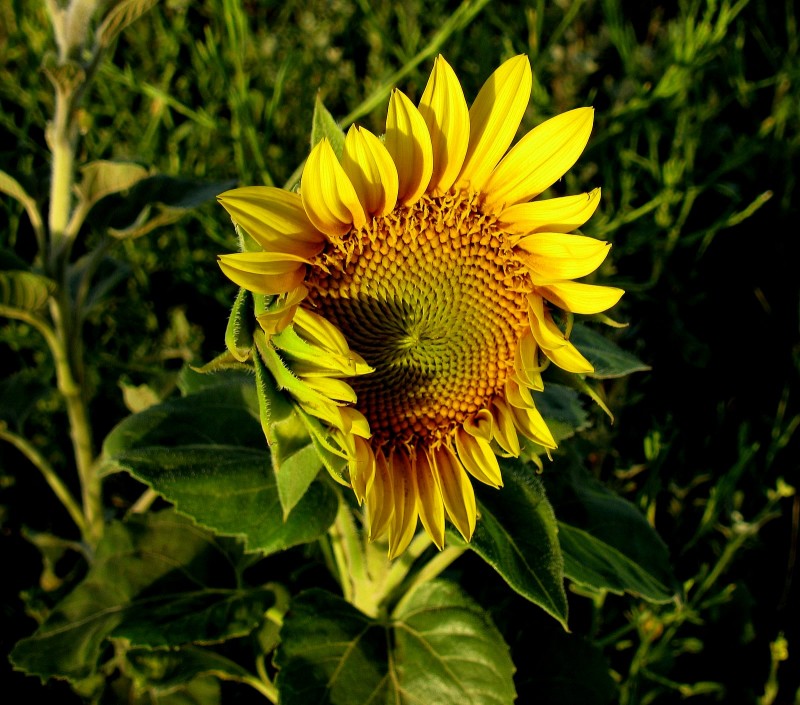 AQUEL GIRASOL