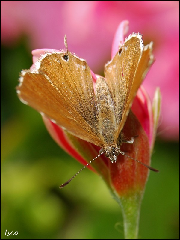 Cacyreus marshalli