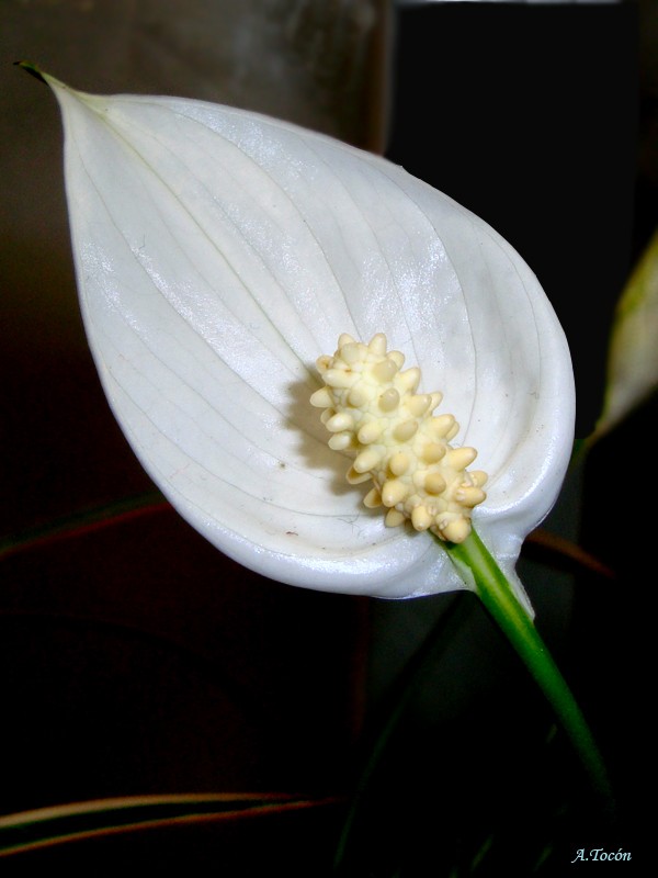 Flor blanca