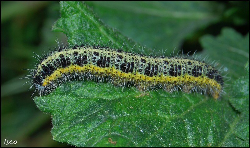 Pieris brassicae