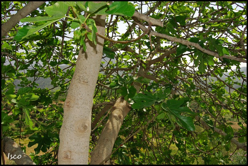 Bajo la higuera