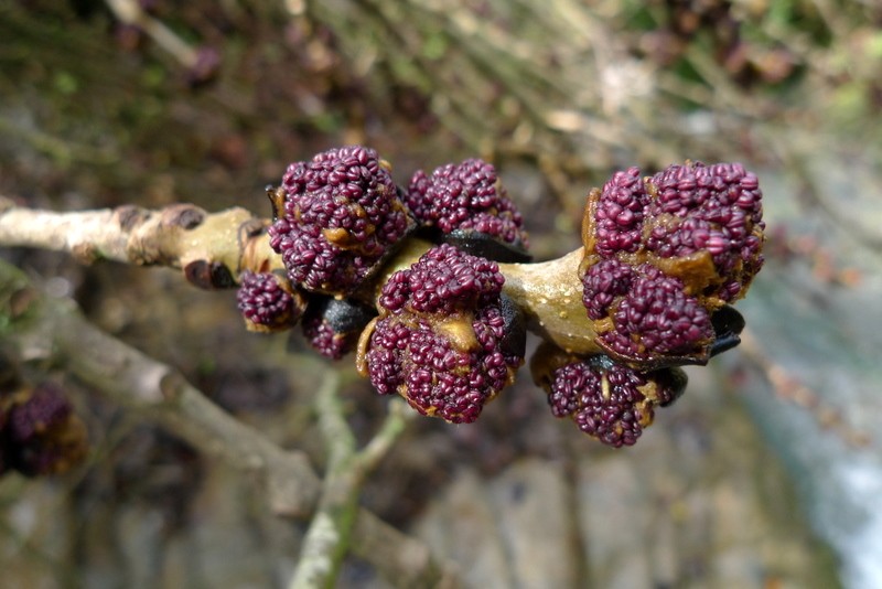 naturaleza macro