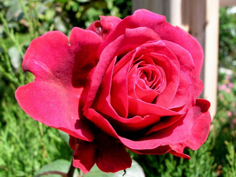 Una rosa roja (Dedicada a Tocon)