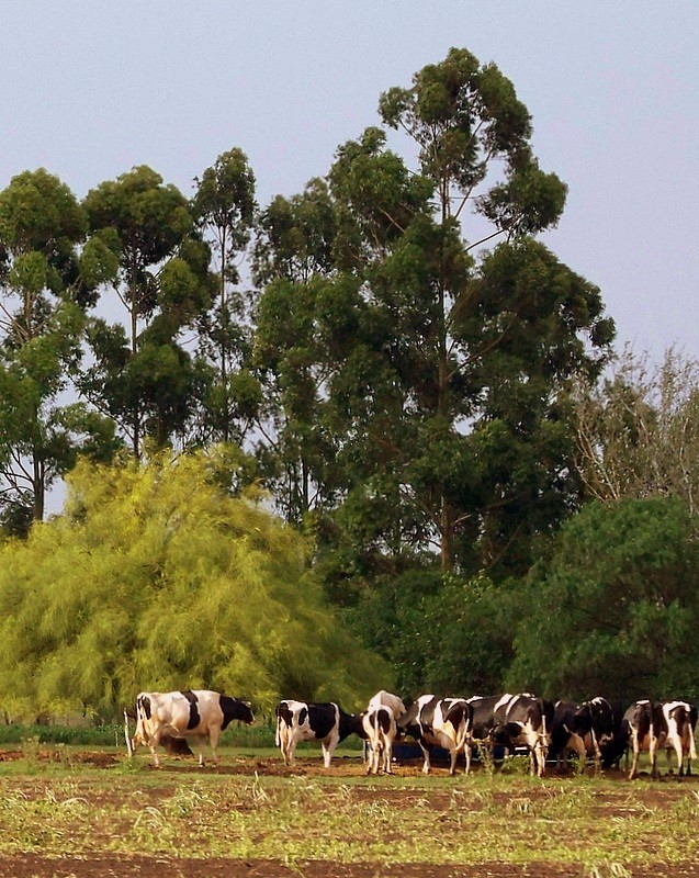 Aromas, lluvia, sol y vacas...