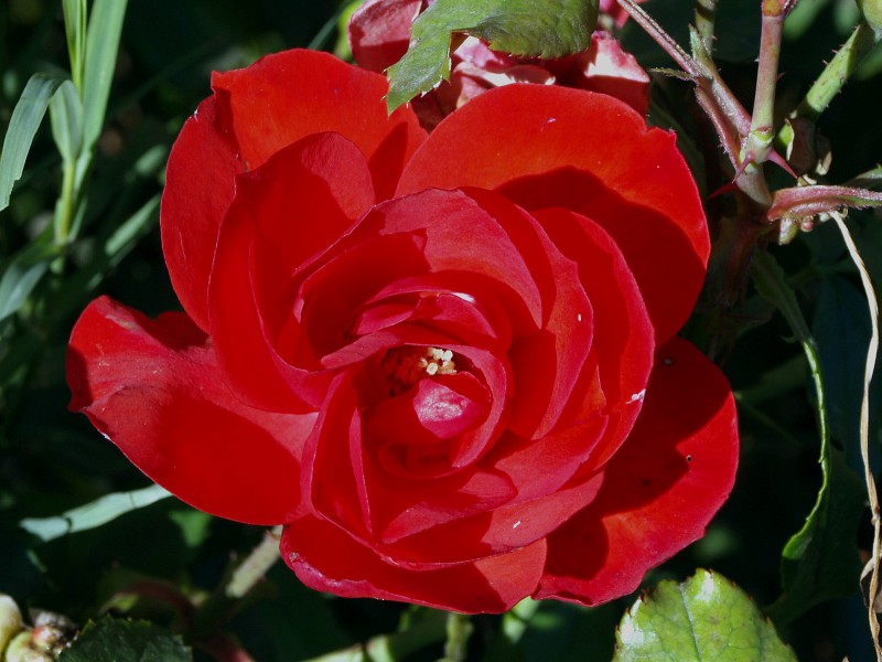 Rosas rojas 03 (Para Tocon)