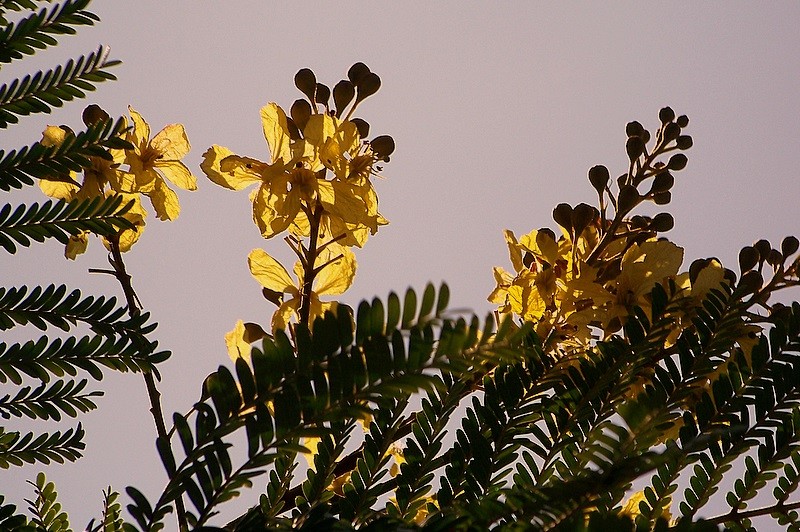 Amarillo Sol y Ptalos