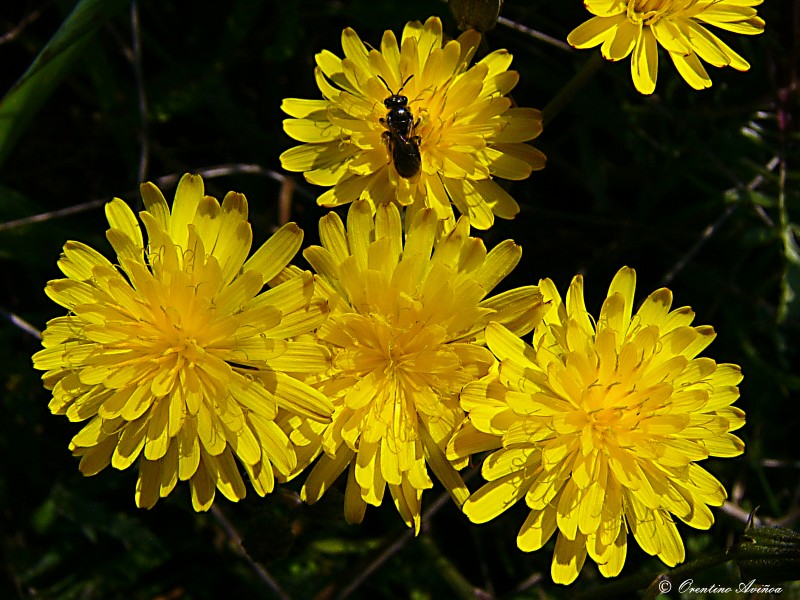 Volvio la primavera