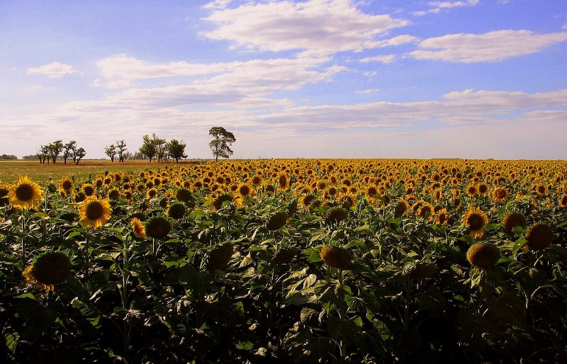 MAR AMARILLO