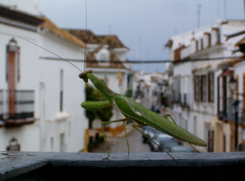 Asomada al balcn