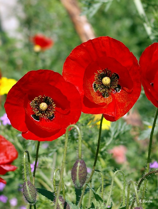 Amapolas