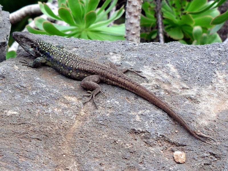 Lagarto raro