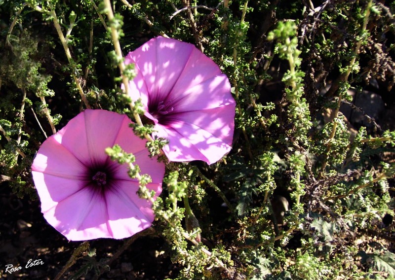 Flores de Primavera