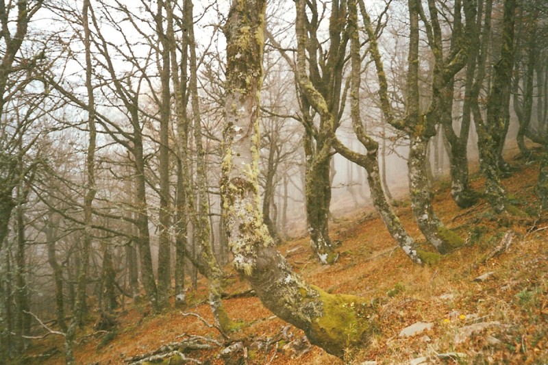 Niebla en el hayedo