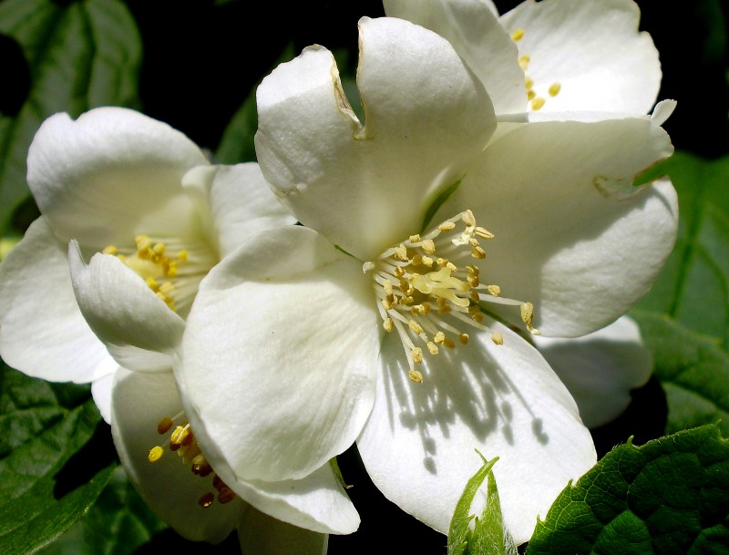 Flor blanca 01