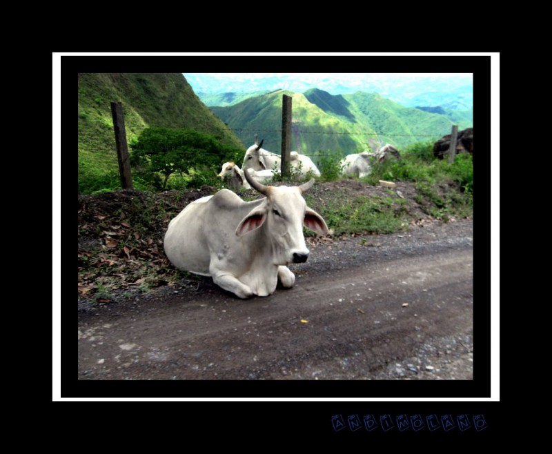 Un Toro en el Camino...