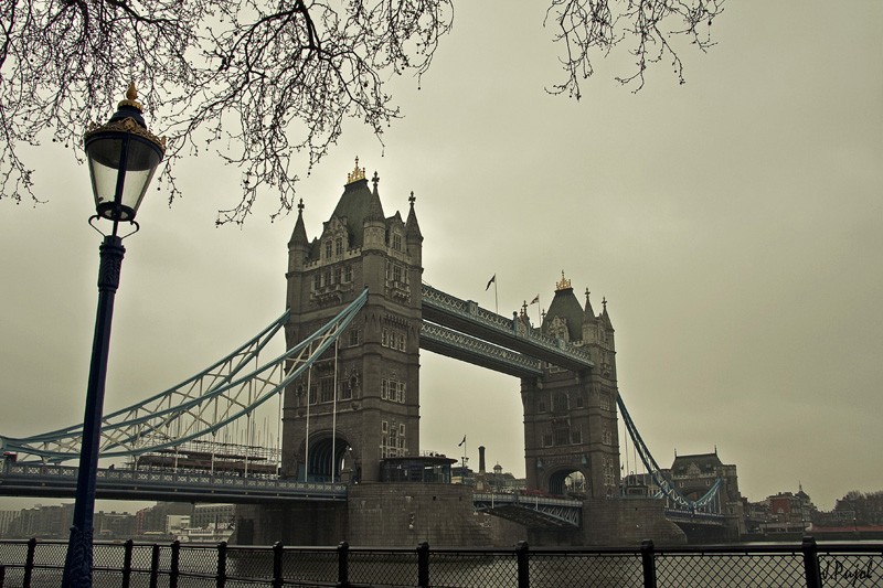 Da gris en Tower Bridge