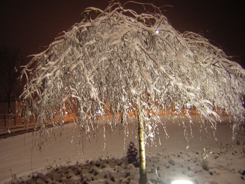 Un hermoso rbol nevado en La Rochele