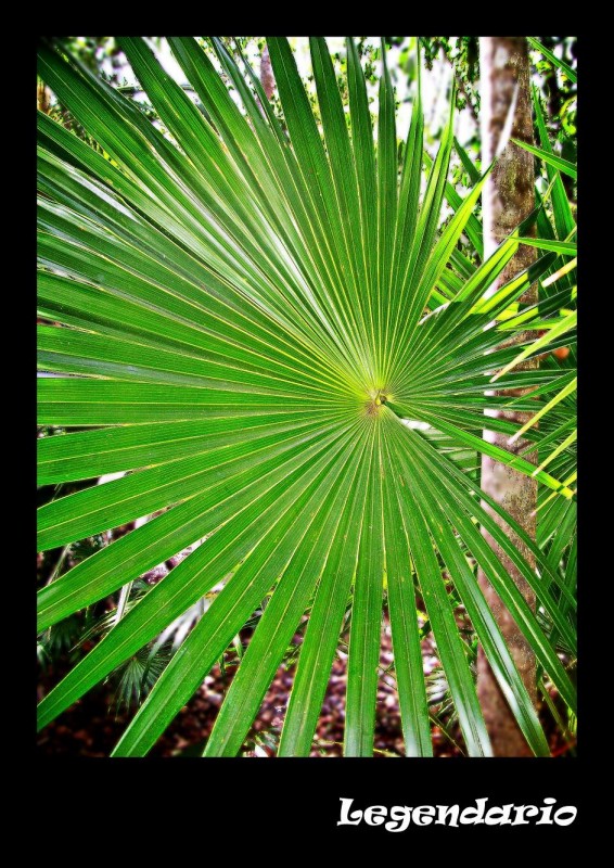 Flora maya