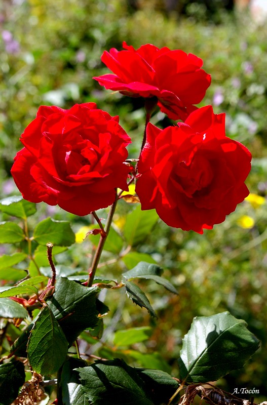 Tres_rosas