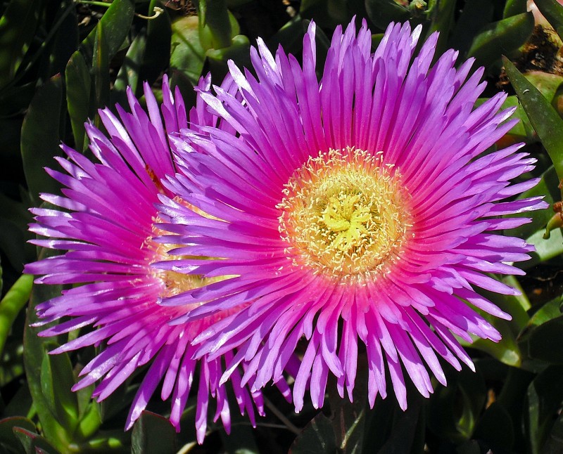 Flores lila en la cuneta