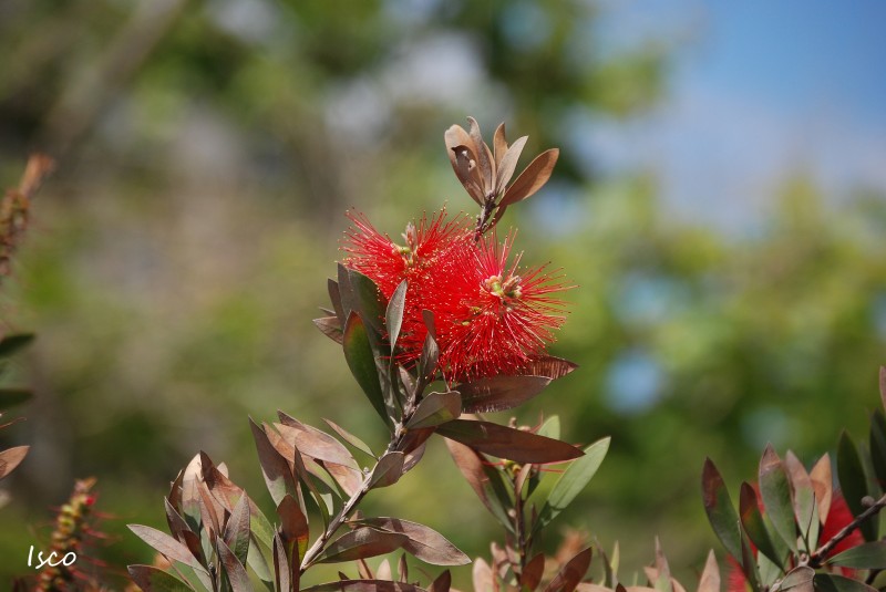 Rojo