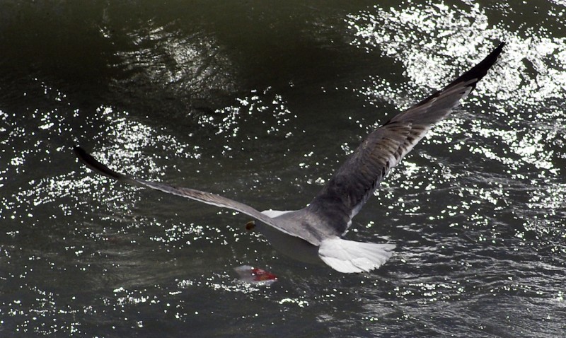 Planeando sobre las olas