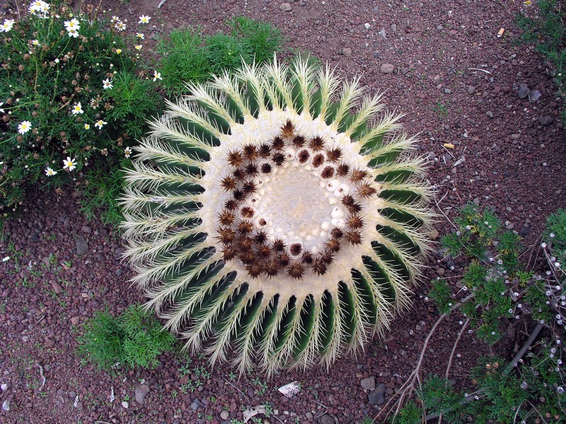 Cactus esfrico