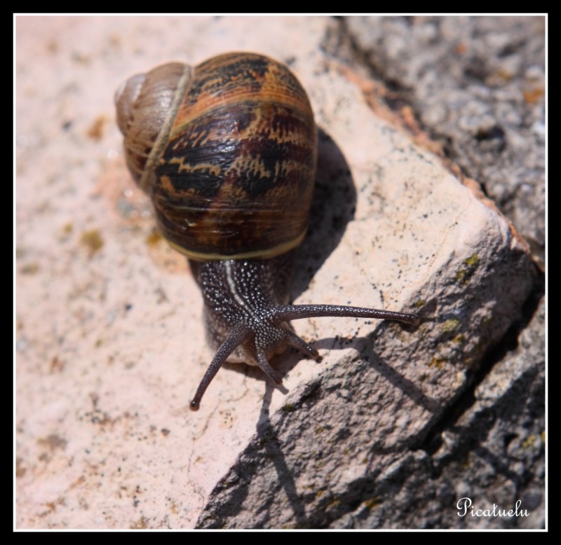 Caracol al sol