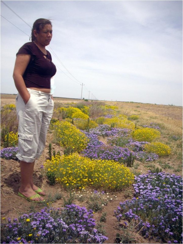 Flores del desierto