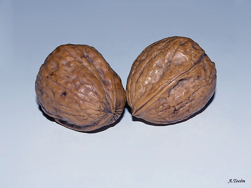 Nueces