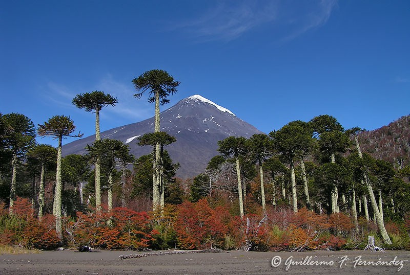 Araucarias centenarias