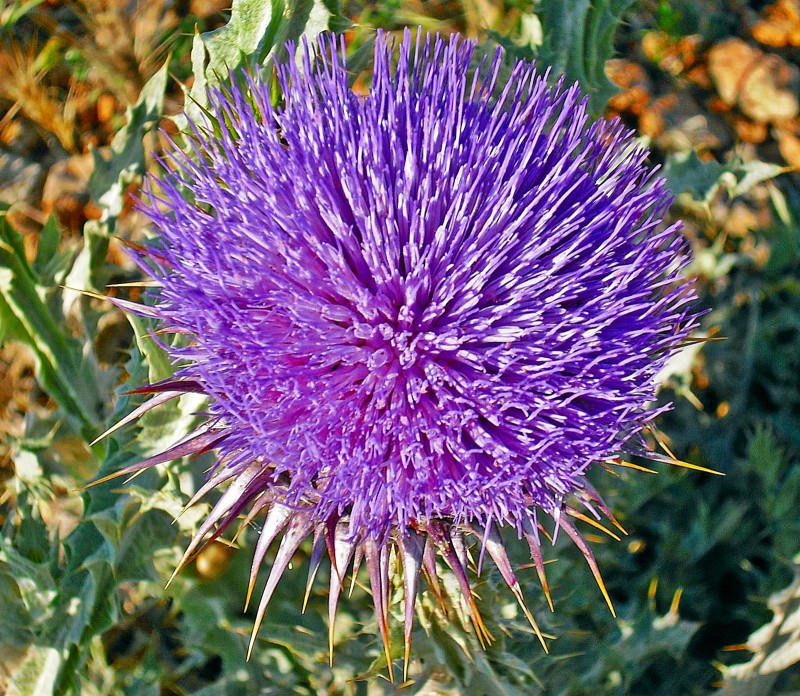 Flor de Cardo