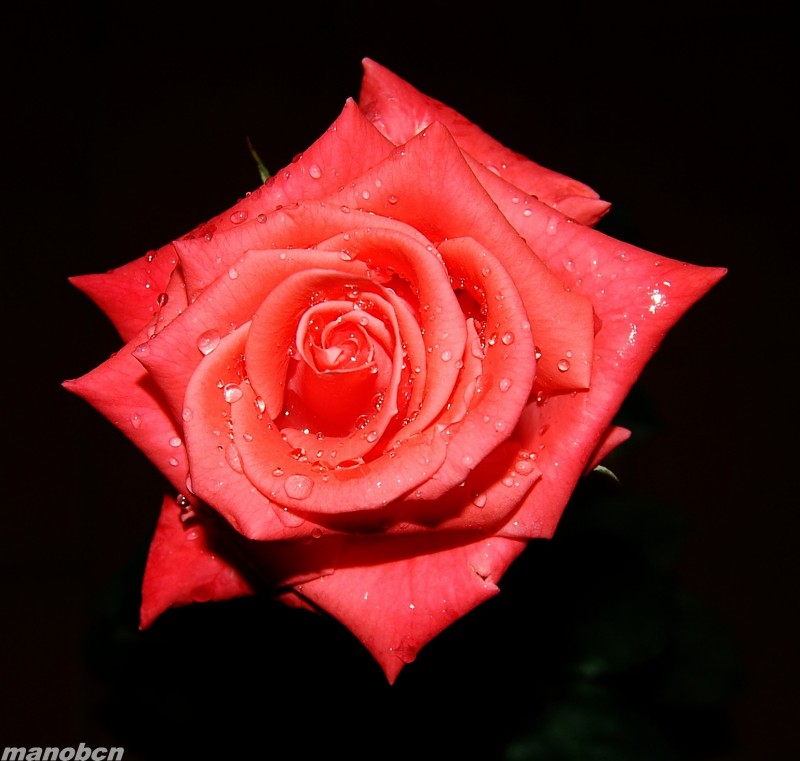 rosa