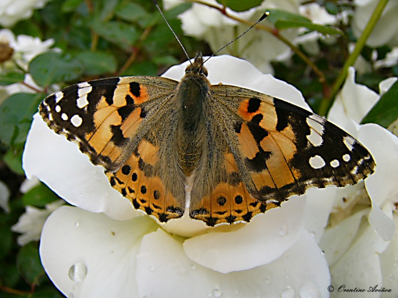 Butterfly\'s rose