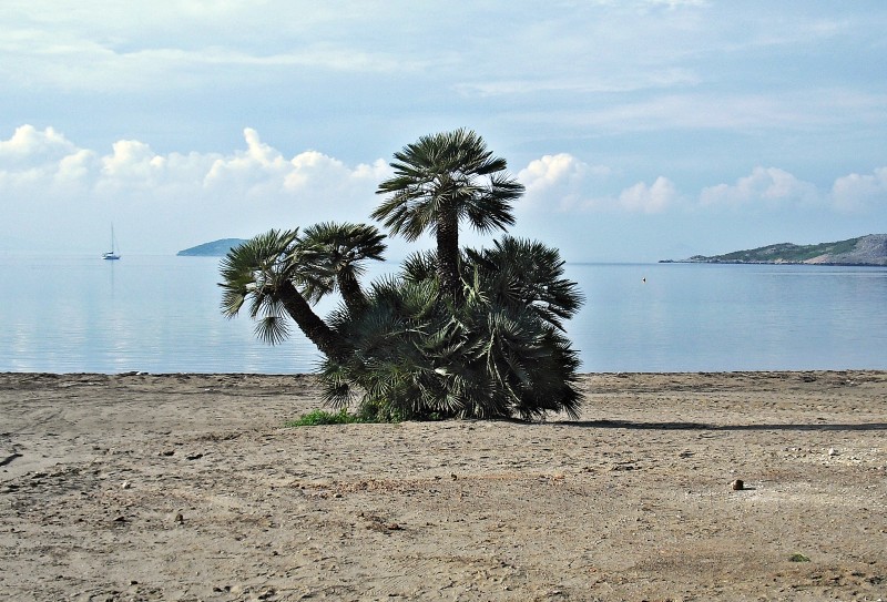 Palmera en soledad