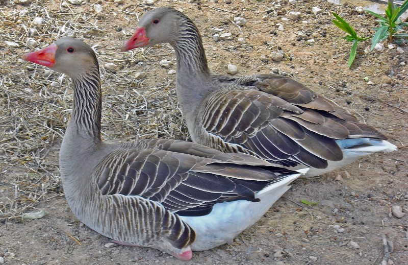 Patitos